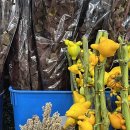 양재시장 | 양재 꽃시장 방문후기 (위치, 영업시간, 주차정보)