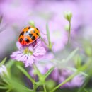 신북농협한우프라자 이미지