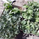 병화농장 이미지