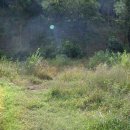 보불로(서) 이미지