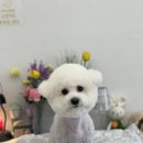 몽구리DOG 이미지