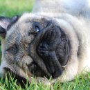 스카이 애견 이미지