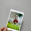 꽃보다개냥 이미지