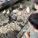 모넬로울산일산해수욕장점 이미지