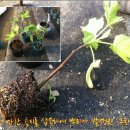 무화과나무 이미지