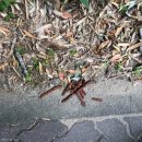 못된강아지 이미지