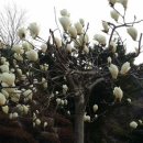 영등초등학교 이미지