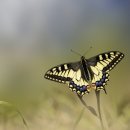 나비키친 이미지