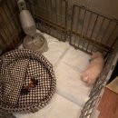 도그라이프행복분양 | [반려견/2개월반/2차접종완료/토이푸들(크림)]윤영대 집에 온 첫날❤️❤️_FROM 대구 도그라이프1호점