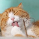 그루밍포유 이미지