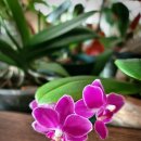 향호농장 이미지