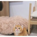 비비퍼피 강아지분양 일산점 | 일산 강아지분양 추천/비비퍼피 강아지분양 일산점 추천~