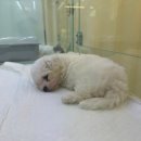 동행 애견 돌봄 센터 김포점 | 비숑프리제 성장 일기 : 귀여운 찐빵이가 가족이 되었다(w.동행 애견돌봄센터 펫호텔)