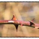 가시 살이 이미지