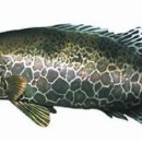 쏘가리네 이미지