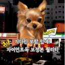 (주)맑은인쇄 | 리시위스트 자이언트독 요크셔테리어 나리 최종 보정본 수령 후기