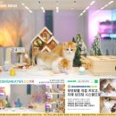 청주캣브리더 | 청주고양이분양을 통해 만난 친구 한 달간의 우리 이야기