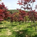 청단풍 이미지