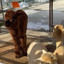 새하얀목장 | 평창여행 겨울 눈이 펑펑알파카목장 애니포레 모노레일