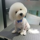 진접애견미용 이미지