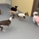 이웃집 멍 이미지