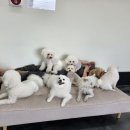 워너비독 이미지