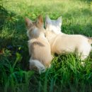 삼송동물의료센터 이미지
