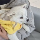 라온동물병원 | [구미동물병원] 라온동물메디컬센터 진료 후기(건강검진, 배탈, 중성화)-1