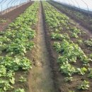 장순농장 이미지