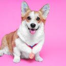 웰튼동물의료센터 이미지