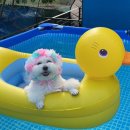 코코블리 애견운동장 이미지