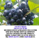 청정건강몰