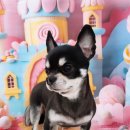 멍뭉펫살롱 이미지