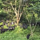 자연애흑염소팜 이미지