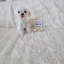 라라까까 이미지