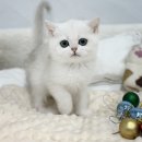 오즈메디칼 이미지