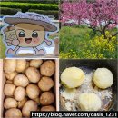 광활농업협동조합 | 김제 광활 감자 축제 푸드트럭 먹거리 햇감자 구매 후 먹어본 후기