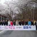 벚꽃길13 이미지