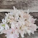 빛으로부터..(fr 이미지