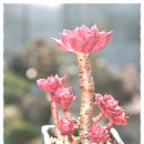 크라우스 이미지