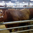 신영축산 이미지