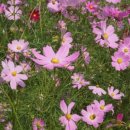 광의사거리 이미지