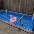 제주벨루가 이미지