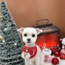 안곡로159번길 | 부천 역곡 댕로하, 역곡역 애견미용 추천 후기