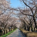 송광사 왕벚나무길 이미지