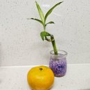 쿠스타코리아 | 제주감귤 실구매 후기 달콤 고당도귤추천