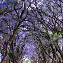 평화로03 이미지