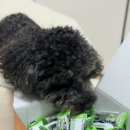 찬스덴탈 네이버블로그