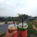 네로는 검은고양이 | 청주 카페 아르떼 물들이다 내돈내산 핑크뮬리 핫플 후기