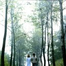나무(영화 `산책` 사운드트랙) - 김광석 프로젝트 밴드 이미지